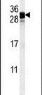 FGF7 antibody, PA5-23702, Invitrogen Antibodies, Western Blot image 