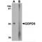 Glycerophosphodiester Phosphodiesterase Domain Containing 5 antibody, MBS153670, MyBioSource, Western Blot image 