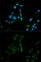 Major Vault Protein antibody, GTX55715, GeneTex, Immunofluorescence image 