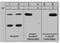 WASP Like Actin Nucleation Promoting Factor antibody, NBP2-29669, Novus Biologicals, Western Blot image 