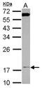 Translocase Of Inner Mitochondrial Membrane 17A antibody, NBP2-20642, Novus Biologicals, Western Blot image 