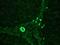 Keratin 7 antibody, MA1-06315, Invitrogen Antibodies, Immunohistochemistry paraffin image 