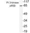 Phosphoinositide-3-Kinase Regulatory Subunit 2 antibody, LS-C199969, Lifespan Biosciences, Western Blot image 