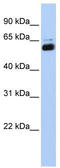 Retinoid X Receptor Alpha antibody, TA338247, Origene, Western Blot image 