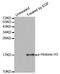 Histone H3 antibody, STJ22172, St John