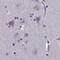 Amidohydrolase Domain Containing 2 antibody, NBP1-84516, Novus Biologicals, Immunohistochemistry paraffin image 