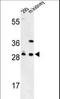 Glutamate-Cysteine Ligase Modifier Subunit antibody, LS-C166413, Lifespan Biosciences, Western Blot image 