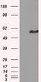 Intraflagellar Transport 57 antibody, TA500917, Origene, Western Blot image 