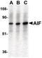 Connector enhancer of kinase suppressor of ras 1 antibody, PA5-19960, Invitrogen Antibodies, Western Blot image 