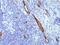 Von Willebrand Factor antibody, M00270, Boster Biological Technology, Immunohistochemistry paraffin image 