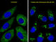 Cysteine protease ATG4D antibody, abx025263, Abbexa, Western Blot image 