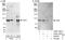 ARF GTPase-activating protein GIT2 antibody, A302-103A, Bethyl Labs, Western Blot image 