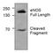 Nitric Oxide Synthase 3 antibody, AHP2305, Bio-Rad (formerly AbD Serotec) , Western Blot image 
