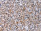 Carbonic Anhydrase 4 antibody, CSB-PA109564, Cusabio, Immunohistochemistry paraffin image 