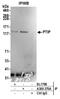 PAX Interacting Protein 1 antibody, A300-370A, Bethyl Labs, Immunoprecipitation image 