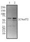 C9orf72-SMCR8 Complex Subunit antibody, NBP2-47146, Novus Biologicals, Western Blot image 