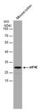 Eukaryotic translation initiation factor 4E antibody, PA5-77960, Invitrogen Antibodies, Western Blot image 