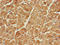 Serine Racemase antibody, LS-C679630, Lifespan Biosciences, Immunohistochemistry paraffin image 
