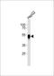 Asialoglycoprotein Receptor 2 antibody, M10123, Boster Biological Technology, Western Blot image 