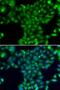 Transglutaminase 5 antibody, LS-C346199, Lifespan Biosciences, Immunofluorescence image 