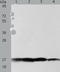 ATP Synthase Peripheral Stalk Subunit F6 antibody, TA323495, Origene, Western Blot image 