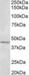 Synaptotagmin 9 antibody, NBP2-26145, Novus Biologicals, Western Blot image 