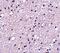 NK3R antibody, NBP2-82076, Novus Biologicals, Immunohistochemistry paraffin image 