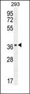 E74 Like ETS Transcription Factor 3 antibody, orb247397, Biorbyt, Western Blot image 