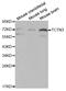 Tectonic Family Member 3 antibody, LS-C331062, Lifespan Biosciences, Western Blot image 