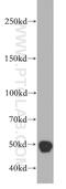 TATA-Box Binding Protein Associated Factor 1 antibody, 20260-1-AP, Proteintech Group, Western Blot image 