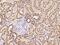 Adhesion Molecule With Ig Like Domain 2 antibody, 201249-T08, Sino Biological, Immunohistochemistry paraffin image 