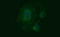 Tubulin Beta 2B Class IIb antibody, LS-C174809, Lifespan Biosciences, Immunofluorescence image 