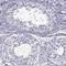 Speedy/RINGO Cell Cycle Regulator Family Member E2 antibody, HPA051750, Atlas Antibodies, Immunohistochemistry frozen image 