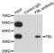 Fibrillarin antibody, LS-C748539, Lifespan Biosciences, Immunoprecipitation image 