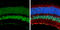 CAMP Responsive Element Binding Protein 1 antibody, GTX112846, GeneTex, Immunohistochemistry frozen image 