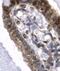 Inositol Polyphosphate-5-Phosphatase K antibody, PA1-24457, Invitrogen Antibodies, Immunohistochemistry frozen image 