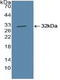 Cullin 1 antibody, LS-C374478, Lifespan Biosciences, Western Blot image 