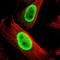 FUS RNA Binding Protein antibody, NBP1-89113, Novus Biologicals, Immunofluorescence image 