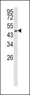 SMAD2 antibody, 62-856, ProSci, Western Blot image 