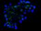 RPTOR Independent Companion Of MTOR Complex 2 antibody, A03195-1, Boster Biological Technology, Immunofluorescence image 