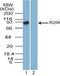 Interferon-activable protein 204 antibody, NBP2-27153, Novus Biologicals, Western Blot image 
