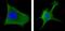 Wnt Family Member 1 antibody, orb89412, Biorbyt, Immunofluorescence image 