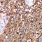 ADAMTS Like 2 antibody, LS-C668884, Lifespan Biosciences, Immunohistochemistry paraffin image 