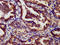Retinoic Acid Receptor Gamma antibody, LS-C671084, Lifespan Biosciences, Immunohistochemistry paraffin image 