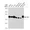 NAD(P)H Quinone Dehydrogenase 1 antibody, GTX09504, GeneTex, Western Blot image 