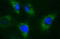 Apolipoprotein A5 antibody, M01242-1, Boster Biological Technology, Immunofluorescence image 