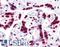 High Mobility Group Box 1 antibody, LS-B4342, Lifespan Biosciences, Immunohistochemistry paraffin image 