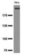 KI-67 antibody, TA800648, Origene, Western Blot image 