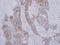 Protein boule-like antibody, NBP2-15603, Novus Biologicals, Immunohistochemistry frozen image 