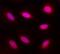 Mitotic Arrest Deficient 2 Like 1 antibody, AF4005, R&D Systems, Immunocytochemistry image 